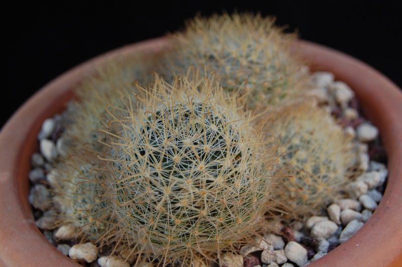 Mammillaria puberula 