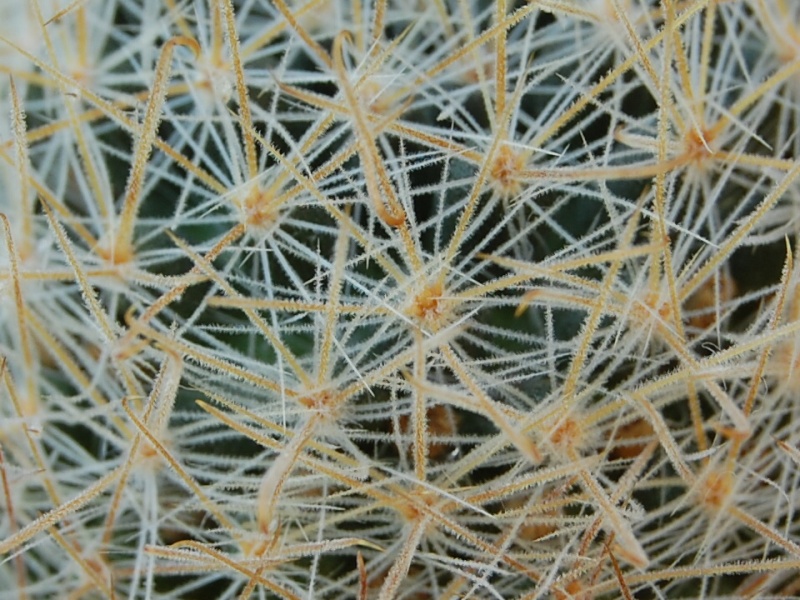 Mammillaria puberula 