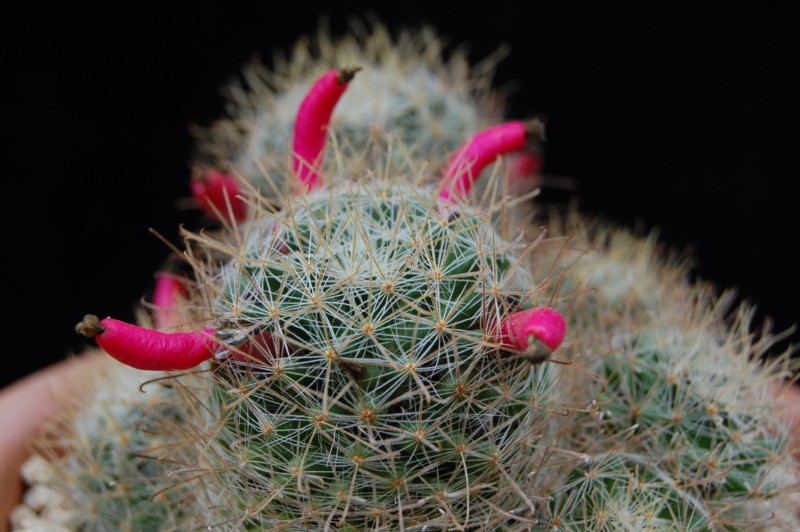 Mammillaria puberula 