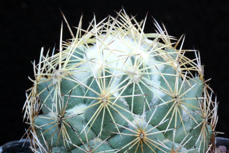 Coryphantha cornifera PAN 233