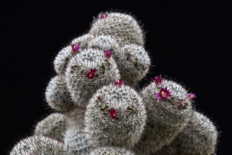 mammillaria haageana ssp. schmollii