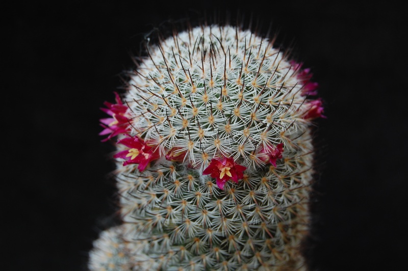 Mammillaria haageana ssp. schmollii FO 235