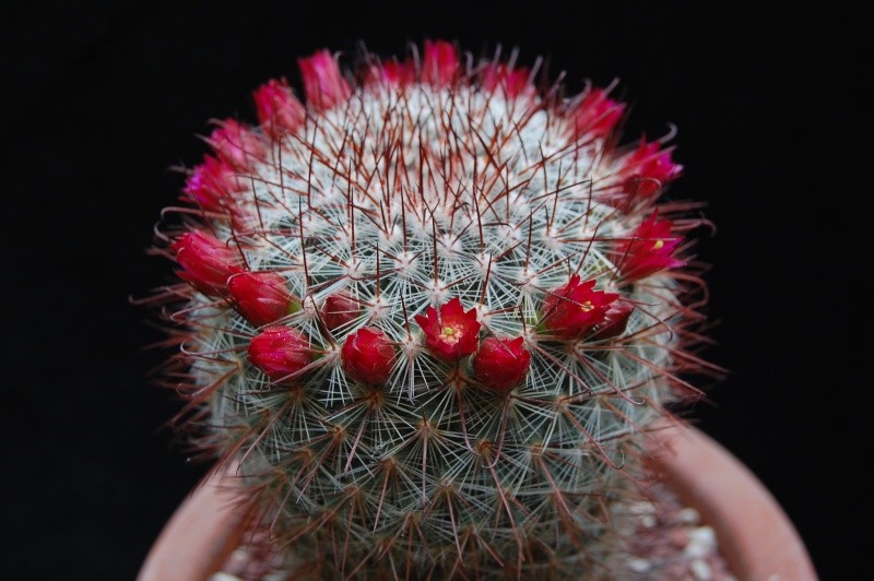 mammillaria mitlensis