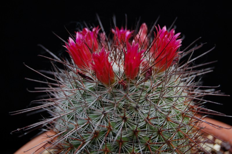 Mammillaria krasuckae 