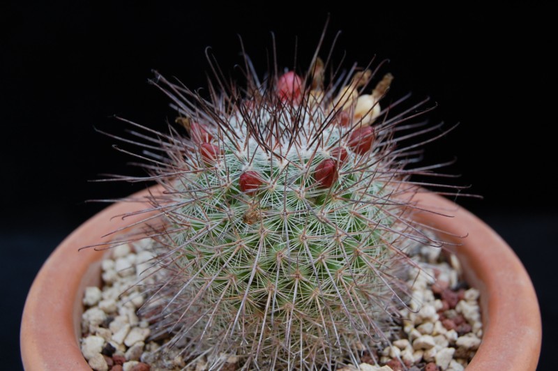 Mammillaria krasuckae 