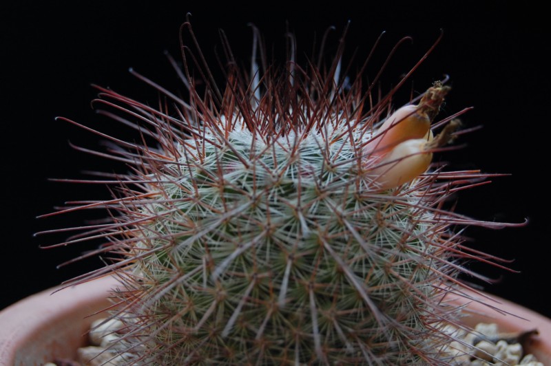 Mammillaria krasuckae 