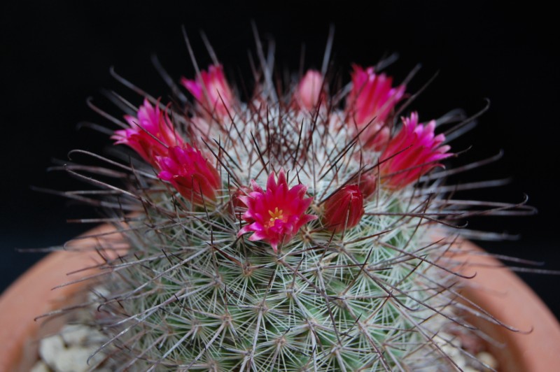 Mammillaria krasuckae 