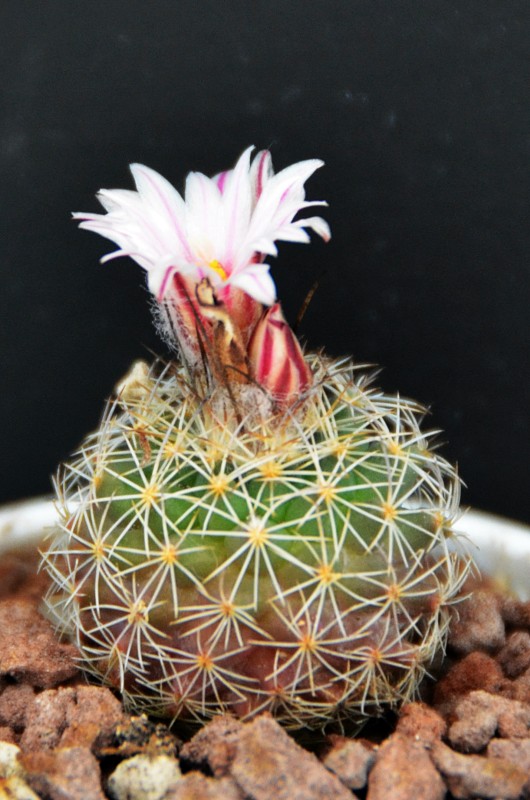 Turbinicarpus saueri ssp. nelissae 