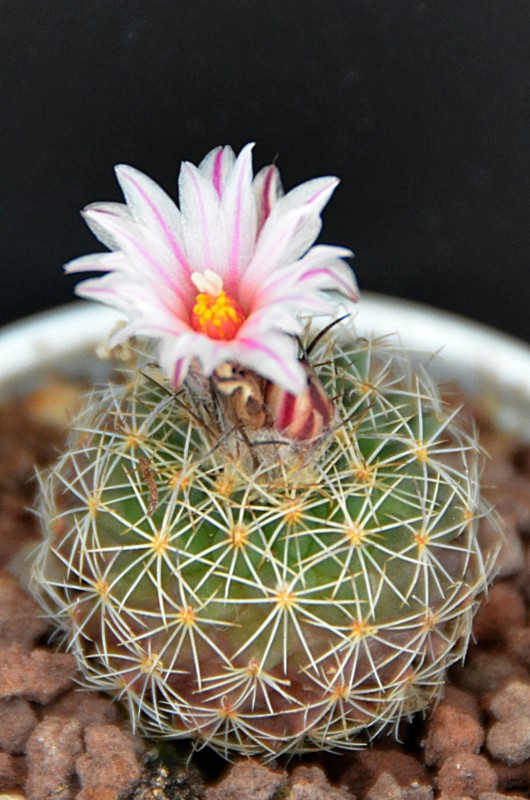 Turbinicarpus saueri ssp. nelissae 