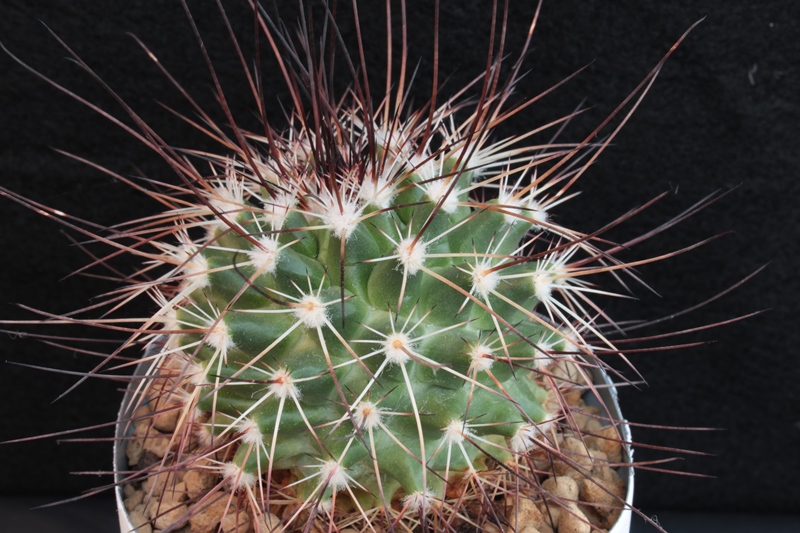 Mammillaria papasquiarensis 