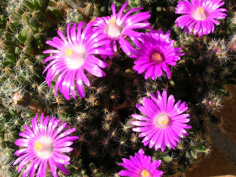 Trichodiadema densum 