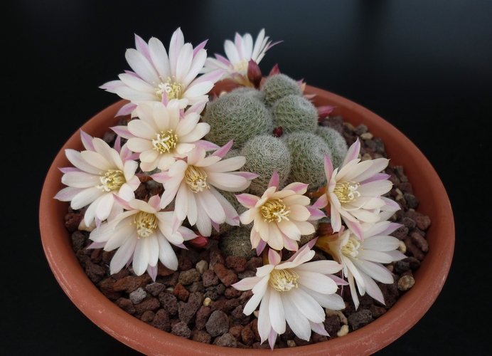 Rebutia cv. sunrise 