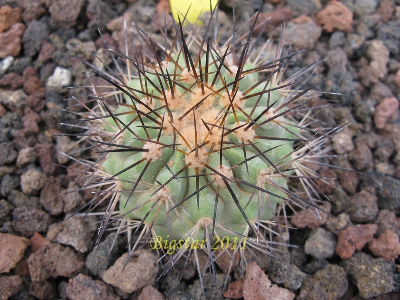 Copiapoa tenebrosa OLV 73