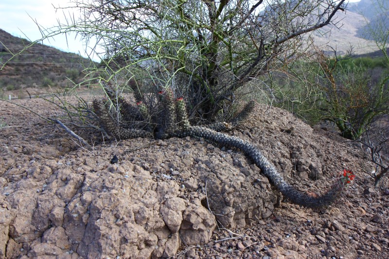 Mammillaria poselgeri 