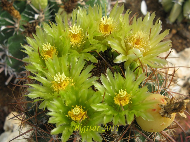 Ferocactus viridescens v. littoralis 