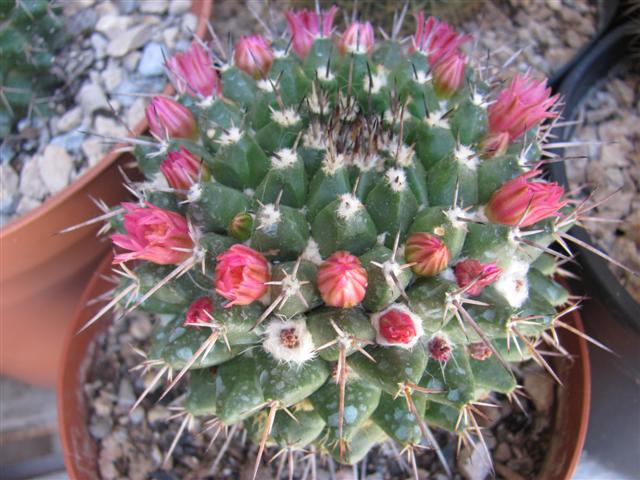 Mammillaria magnimamma 