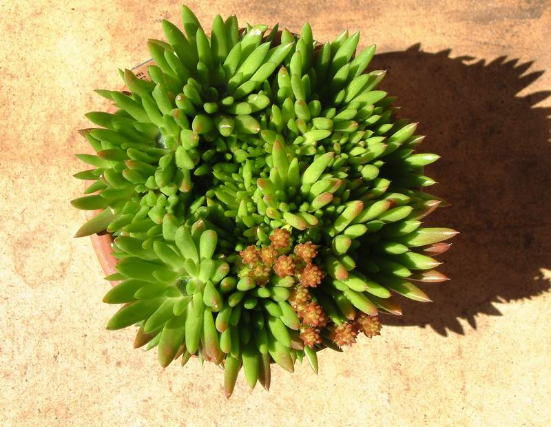 Orostachys erubescens 