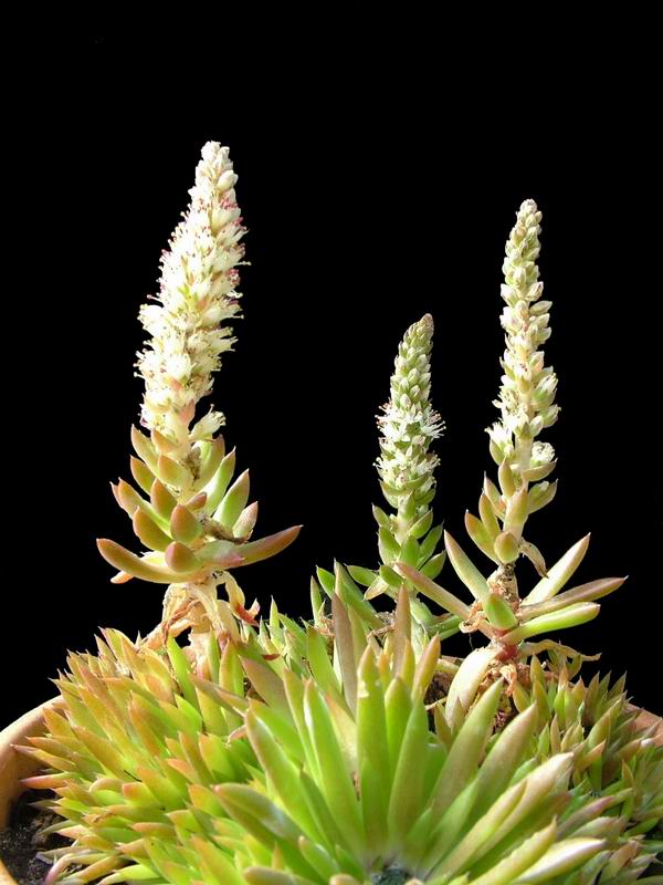 Orostachys erubescens 