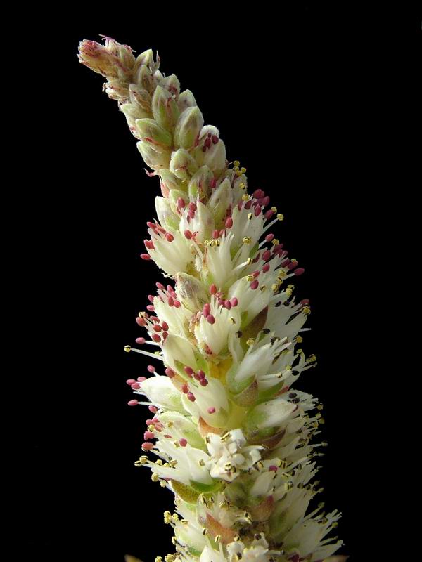 Orostachys erubescens 