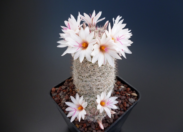 Mammillaria slevinii 