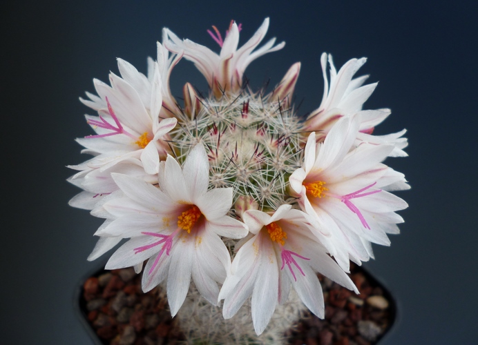 Mammillaria slevinii 