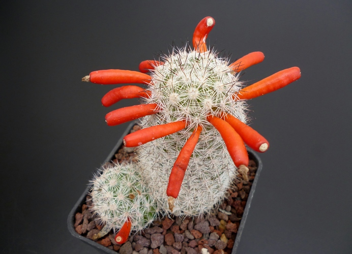 Mammillaria slevinii 