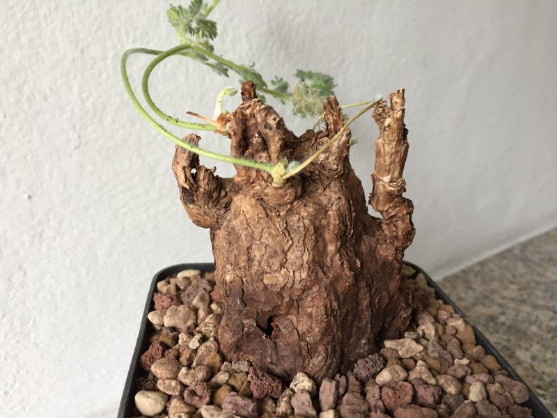Pelargonium triste 