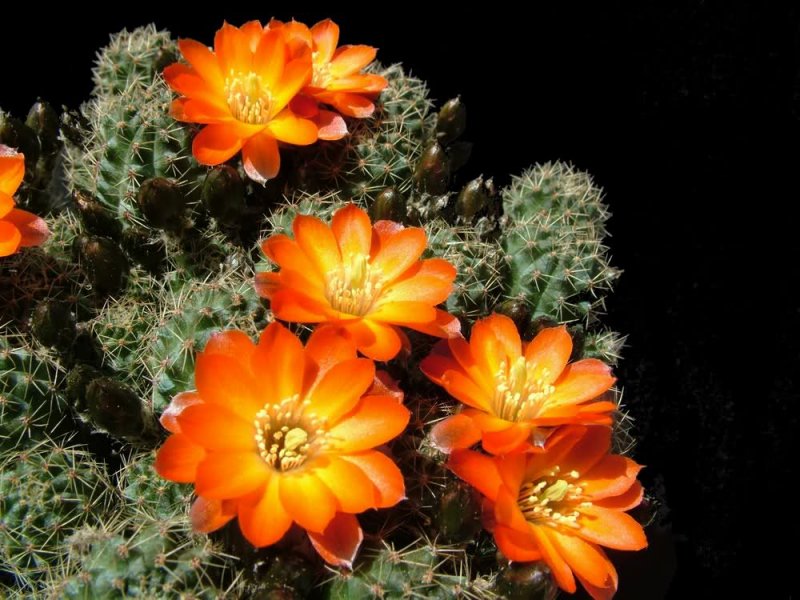 Rebutia steinmannii v. rauschii 