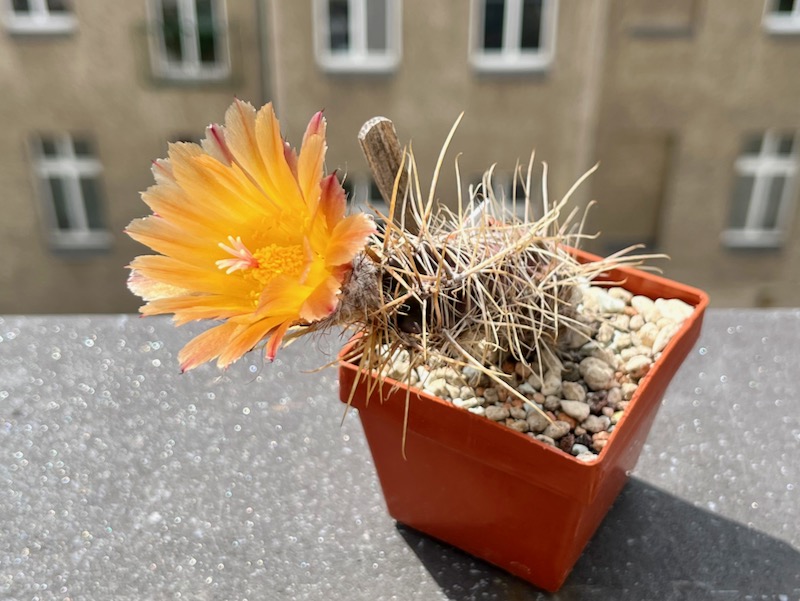 Austrocactus aff. colloncurensis SAR 3801