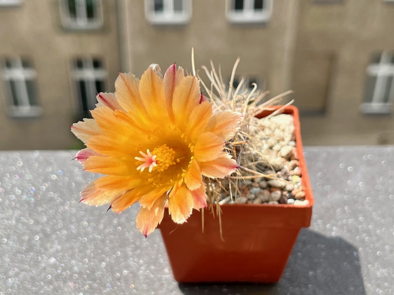 Austrocactus aff. colloncurensis SAR 3801