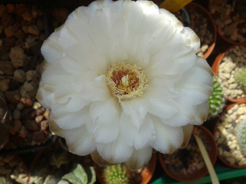 Gymnocalycium denudatum 