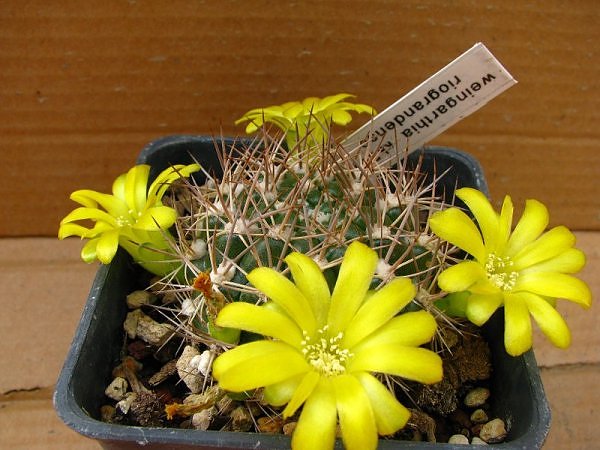 Weingartia riograndensis KK 507