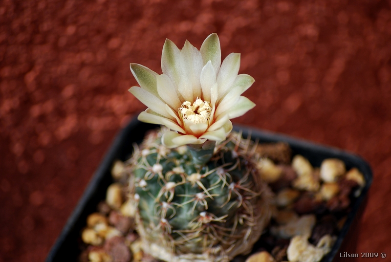 Gymnocalycium erinaceum STO 3