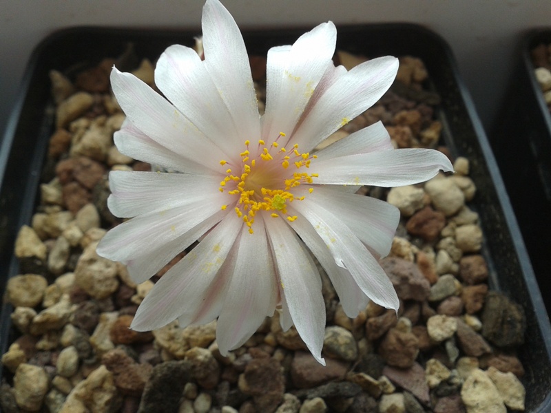 Mammillaria albiflora 