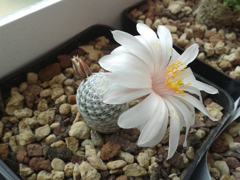 Mammillaria albiflora 