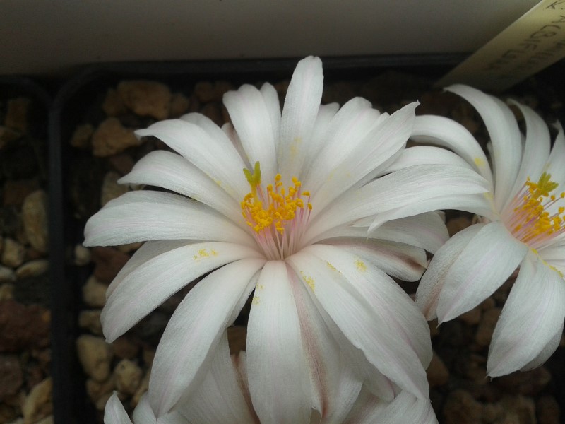 Mammillaria albiflora 