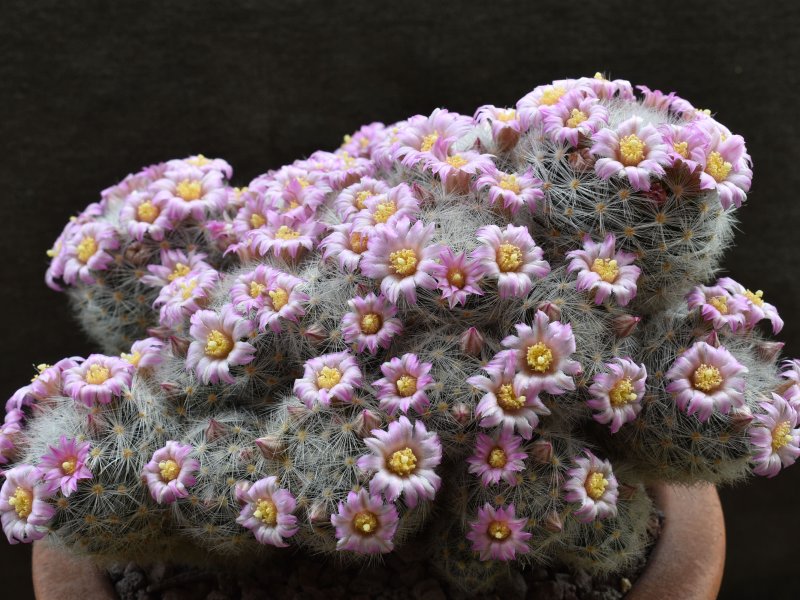 Mammillaria laui 