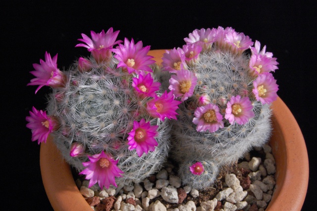 Mammillaria laui 