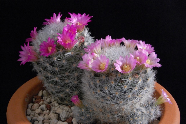 Mammillaria laui 