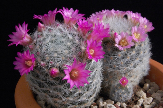 Mammillaria laui 