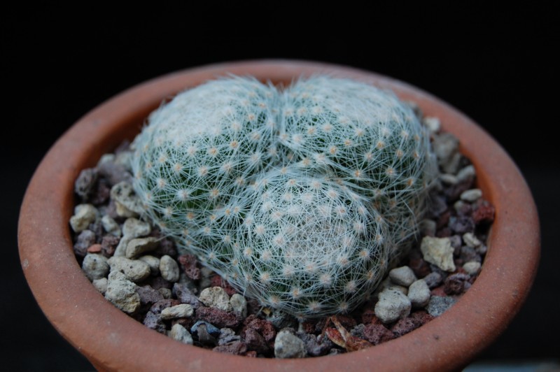 Mammillaria lenta 