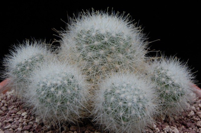 Mammillaria senilis 