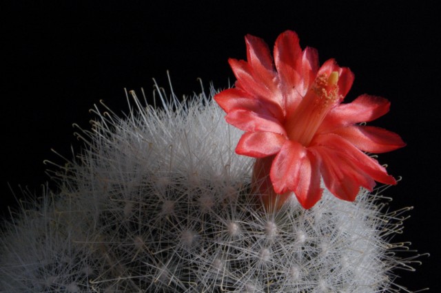 Mammillaria senilis 