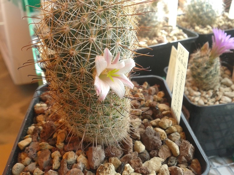 Mammillaria angelensis LAU 17