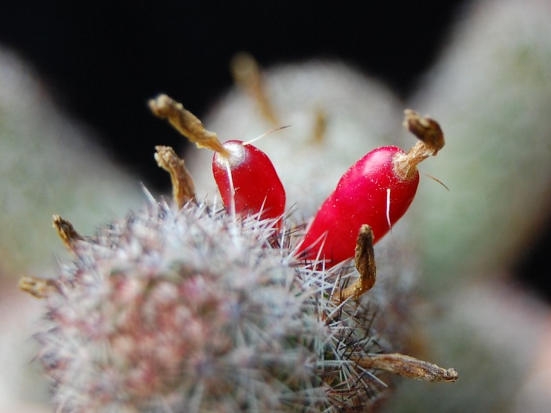 Mammillaria sphacelata ssp. viperina 