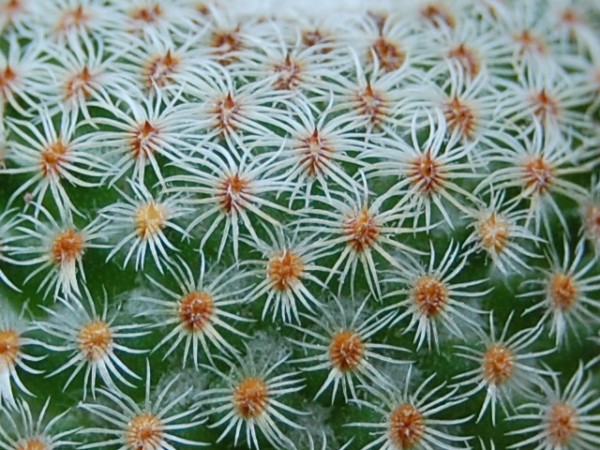 Mammillaria crucigera ssp. tlalocii 