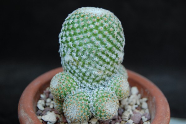 Mammillaria crucigera ssp. tlalocii 