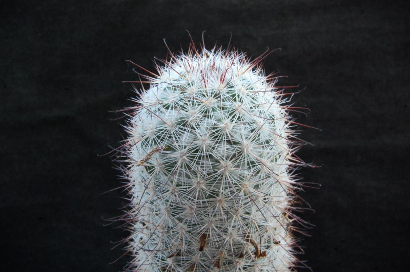 Mammillaria albicans 