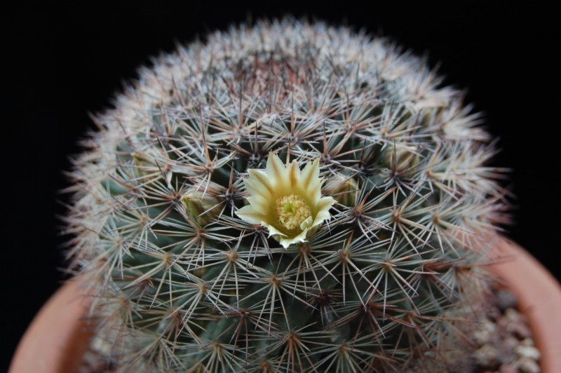 Mammillaria pachycylindrica 