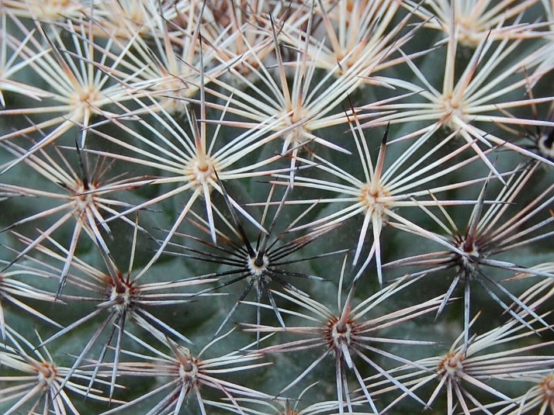 Mammillaria pachycylindrica 